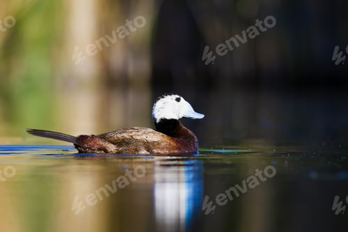 Preview: Duck Swimming In Lake. Cute White Headed Duck. Nature Colors Background. White Headed Duck Oxyura