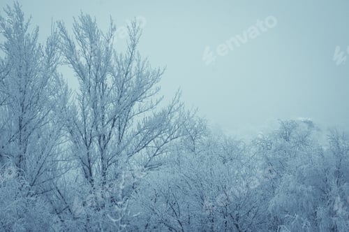 Preview: Winter Morning Landscape - The Trees In Frost, Tinted Foto