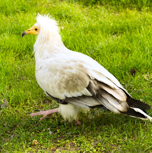 Preview: Birds Of Prey Close Up In A Zoo