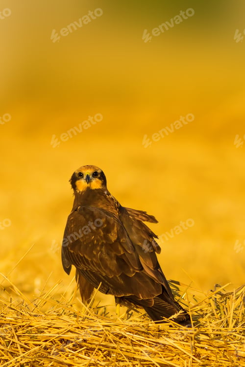 Preview: Yellow Nature Bacground And Hawk.