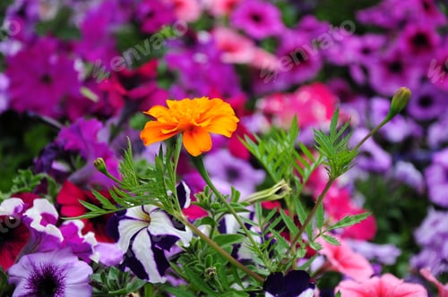 Preview: Tagetes Flower Over Blurry Petunias Background
