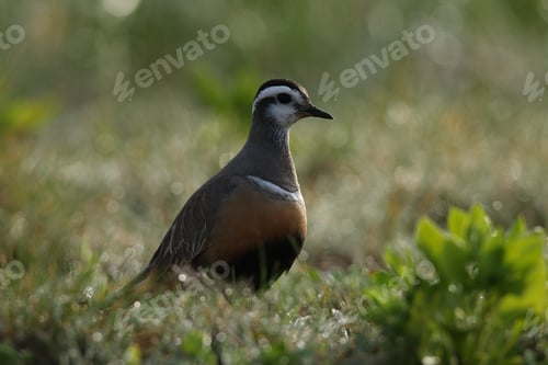 Preview: Eurasian Dotterel (Charadrius Morinellus) Helgoland, Germany