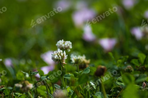 Preview: Spring Blooming Field - Bright Green Plants, Grass And Wildflowers With Young Foliage On A Bright