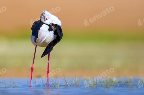 Preview: Common Water Bird. Colorful Nature Background. Bird: Black Winged Stilt. Himantopus Himantopus