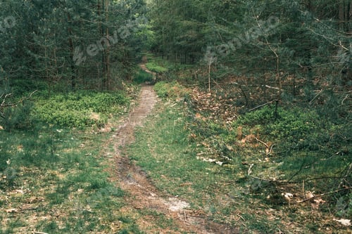 Preview: Little Footpath In Dense Forest.