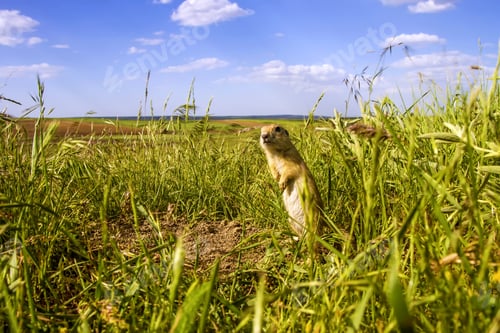 Preview: Cute Squirrel And Nature. Wide Angle Nature Photo. Green Grass And Blue White Sky Background