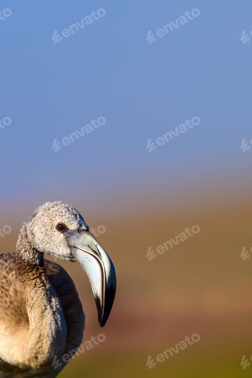 Preview: Cute Bird Flamingo. Natural Background.
