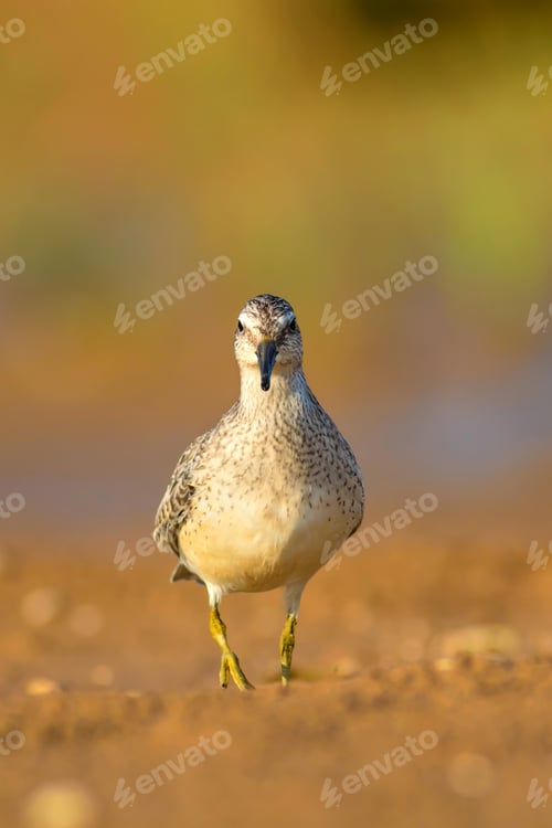 Preview: Water Bird. Natural Background. Bird: Red Knot. Calidris Canutus