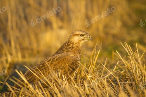 Preview: Wild Bird Buzzard And Dry Grass Long-Legged Buzzard / Buteo Rufinus