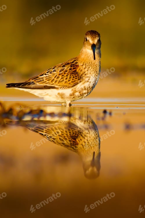 Preview: Cute Bird. Nature Background.