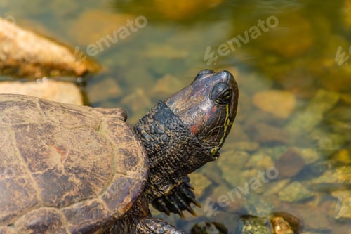 Preview: Chrysemys Picta, Or Painted Turtle, In Singapore Botanic Gardens