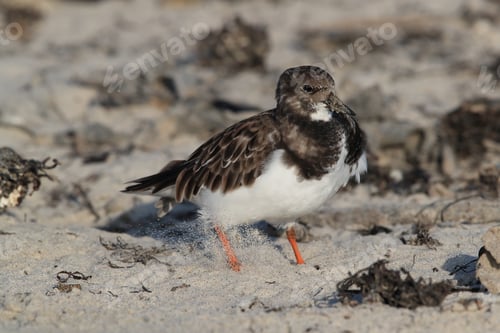 Preview: Ruddy Turnstone (Arenaria Interpres) Helgoland Germany