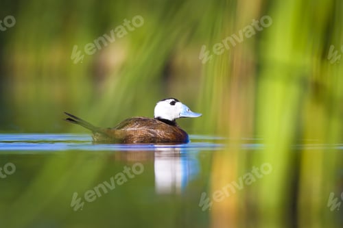 Preview: Swimming Duck. Colorful Nature Background. Bird: White Headed Duck. Oxyura Leucocephala.