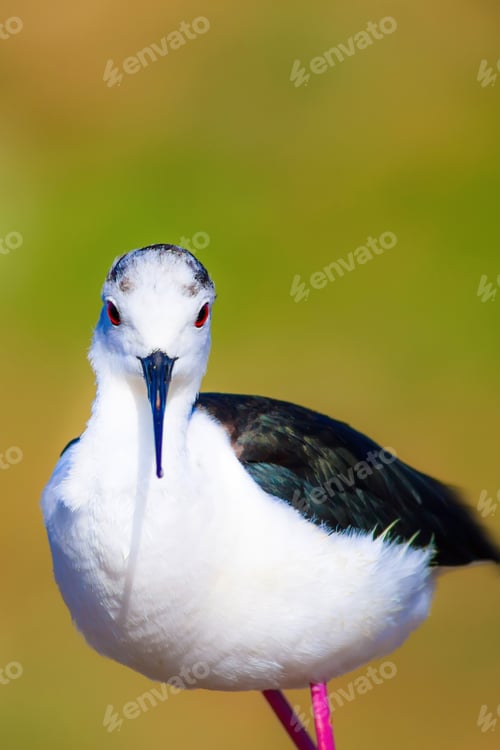 Preview: Cute Bird Portrait. Colorful Nature Background. Common Water Bird.