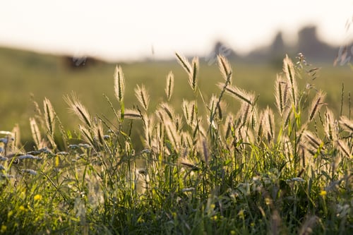 Preview: Green And Yellow Ears Isolated On Green, Natural Background With Sunset Light