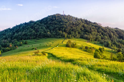 Preview: Mountains Scenery. Panorama Of Grassland And Forest In Beskid Sadecki Mountains. Carpathian