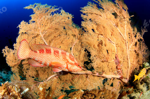 Preview: Underwater Coral Reef And Fish In Ocean