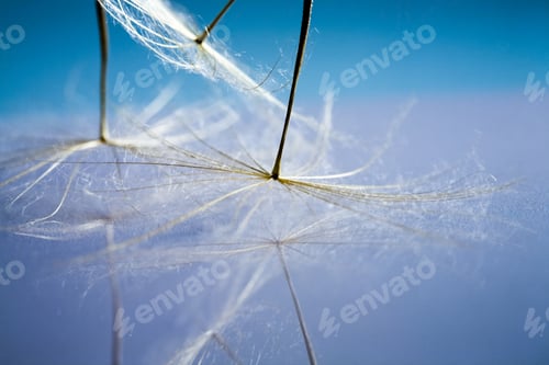 Preview: Dandelion Seeds With Details And Reflexion