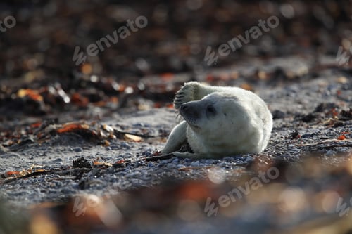 Preview: Grey Seal (Halichoerus Grypus) Pup Helgoland Germany