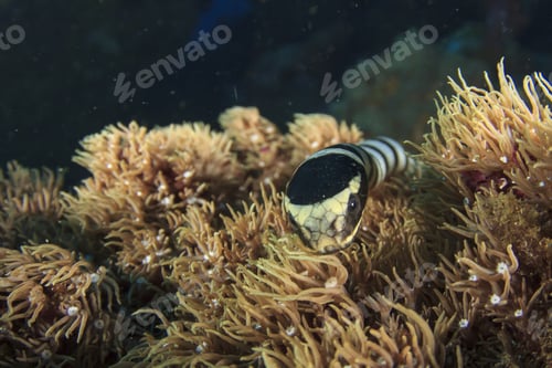 Preview: Banded Sea Snake
