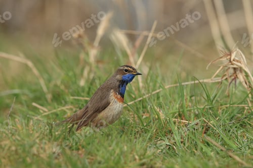 Preview: Bluethroat (Luscinia Svecica) Germany