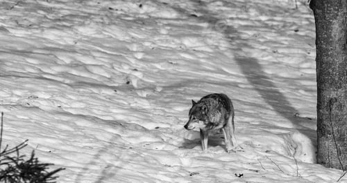 Preview: Gray (Or Grey) Wolf (Canis Lupus) In The Bayerischer Wald National Park In Bavaria, Germany