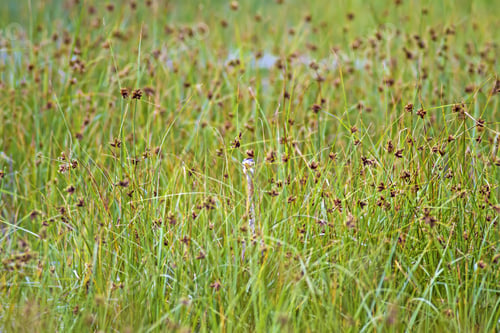 Preview: Hiding Bird. Green Nature Background. Bird: Purple Heron.