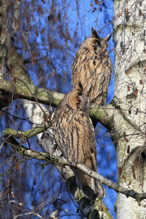 Preview: Long-Eared Owl (Asio Otus) Germany