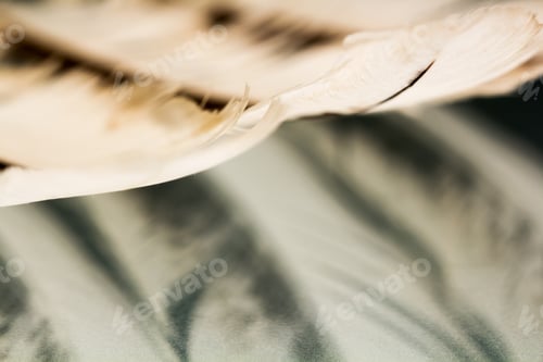 Preview: Colorful Hen Feather With Details And Reflexions