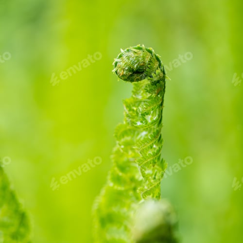 Preview: Young Spring Fern Leaves On Green Background In Wet Forest. Square Image.