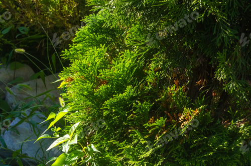 Preview: Incense Cedar Tree Calocedrus Decurrens Branch Close Up.