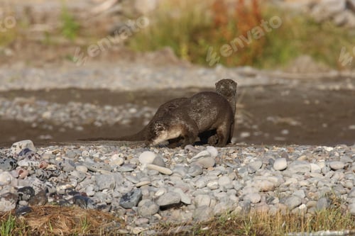 Preview: River Otter Yellowstone N.P., Wyoming