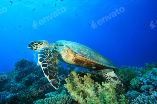 Preview: Hawksbill Turtle (Eretmochelys Imbricata)