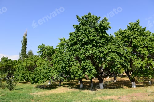 Preview: Fruit Garden On A Sunny Day