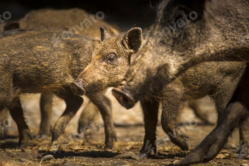 Preview: Wild Boars. Nature Background. Animal: Boar. Sus Scrofa.