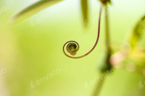 Preview: Passion Flower (Passiflora Incarnata) With Details