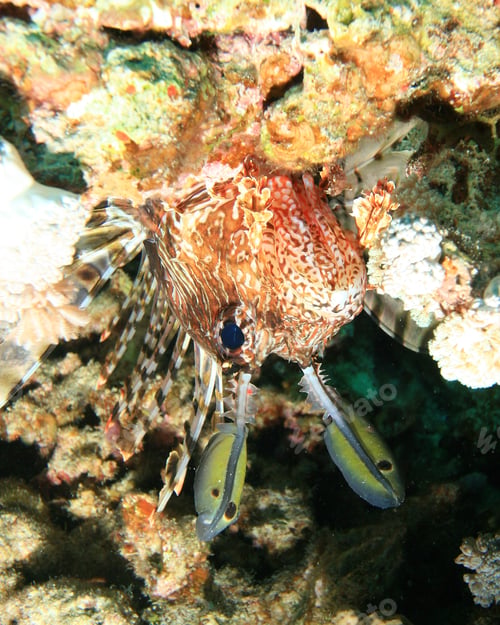 Preview: Face Of Lionfish