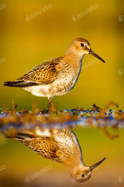 Preview: Cute Bird. Nature Background.