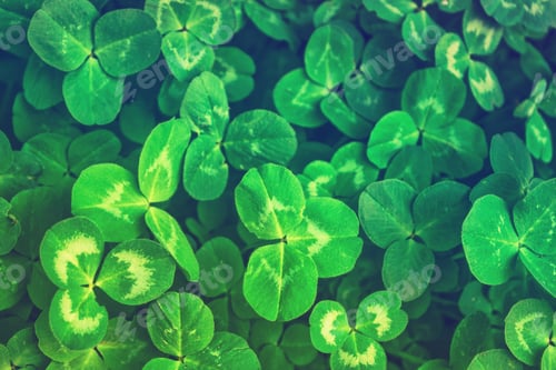 Preview: Green Clover Leaves On A Background Summer Landscape. St.Patrick 'S Day.