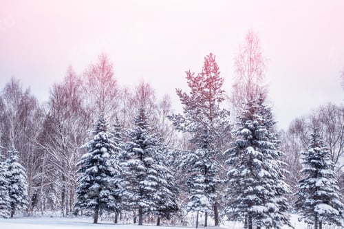 Preview: Frozen Winter Forest With Snow Covered Trees.