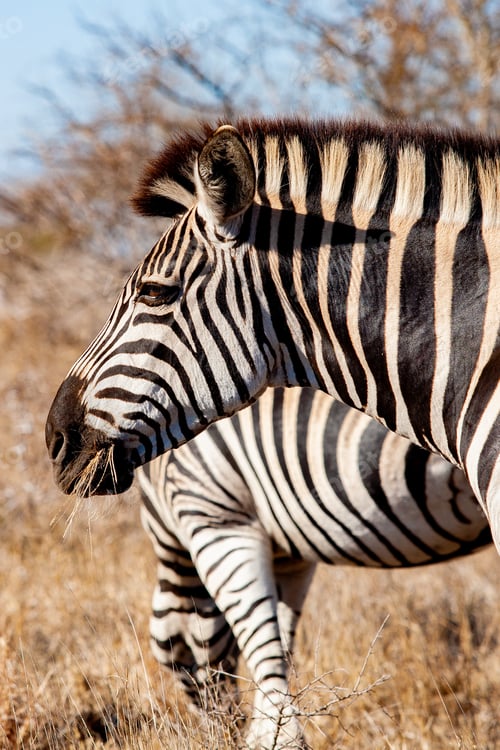 Preview: Zebra In The Kruger National Park, South Africa