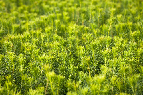 Preview: Young Spruce Seedlings