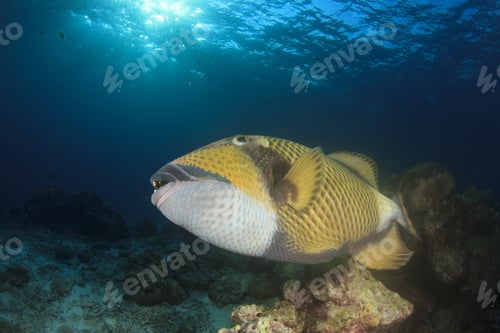 Vorschau: Titan-Drückerfisch