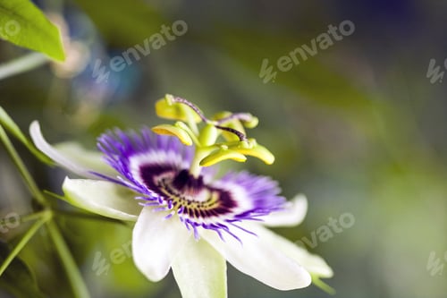 Preview: Passion Flower (Passiflora Incarnata) With Details