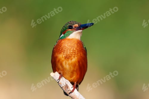 Preview: Cute Colorful Bird. Kingfisher. Green Nature Background.
