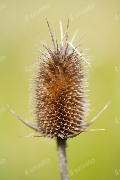 Preview: Close Up Of A Thistle Over Green Background