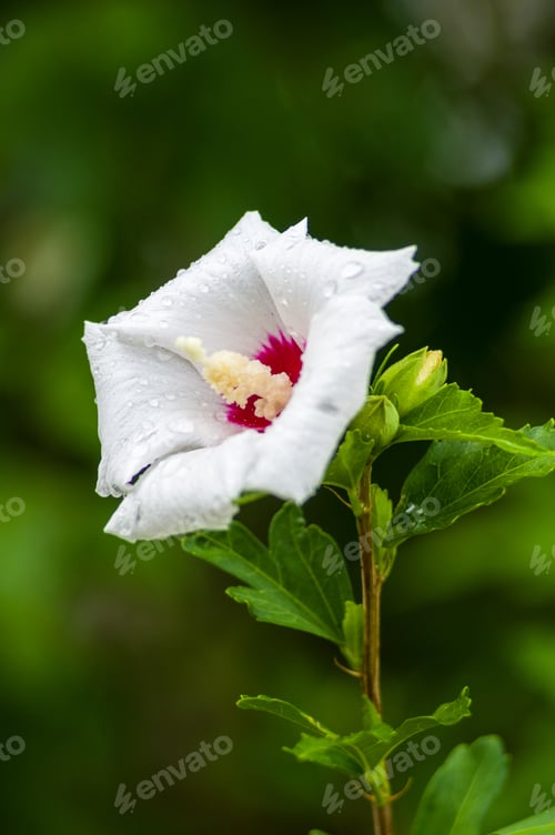 Preview: Bright Hibiscus Flower With Raindrops Blooming In The Tropical Garden, In Soft Focus On Natural
