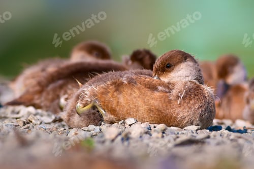 Preview: Duck. Nature Background. Red Crested Pochard / Netta Rufina. Female
