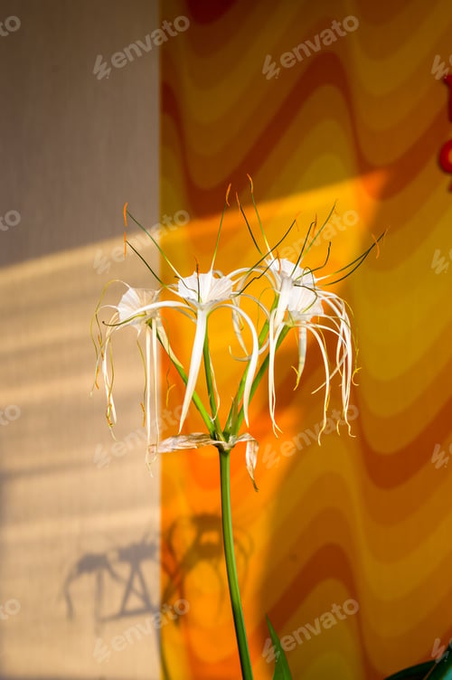 Preview: Caribbean Spider-Lily, Unique Style White Flower On Multicolored Background