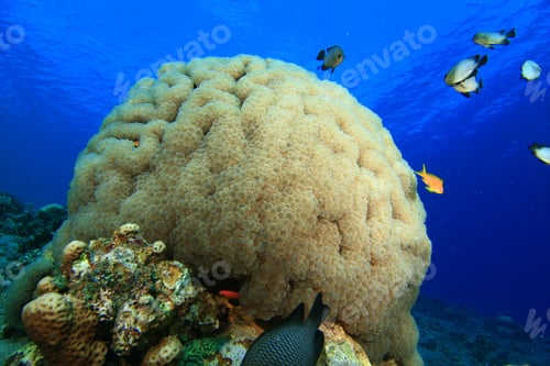 Preview: Coral